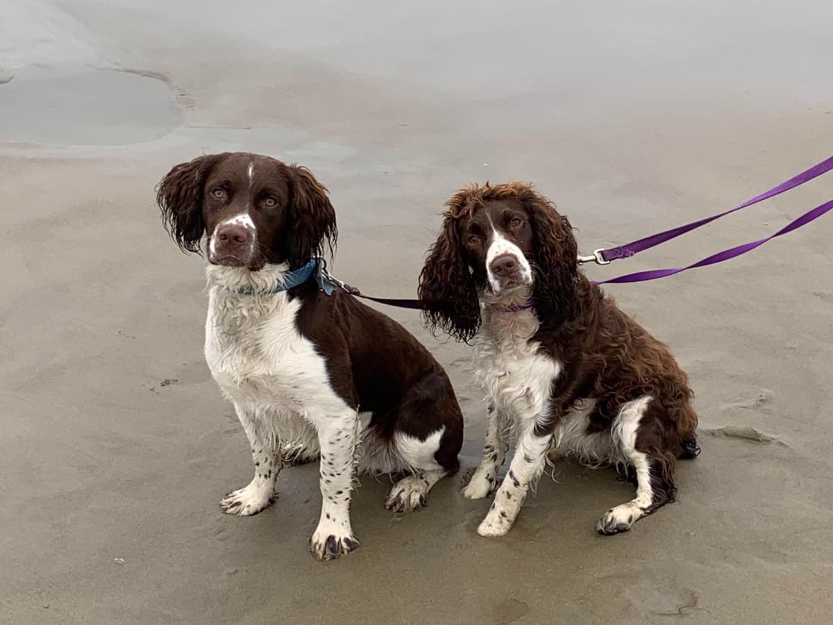 English Springer Spaniel Puppies breeder image 1