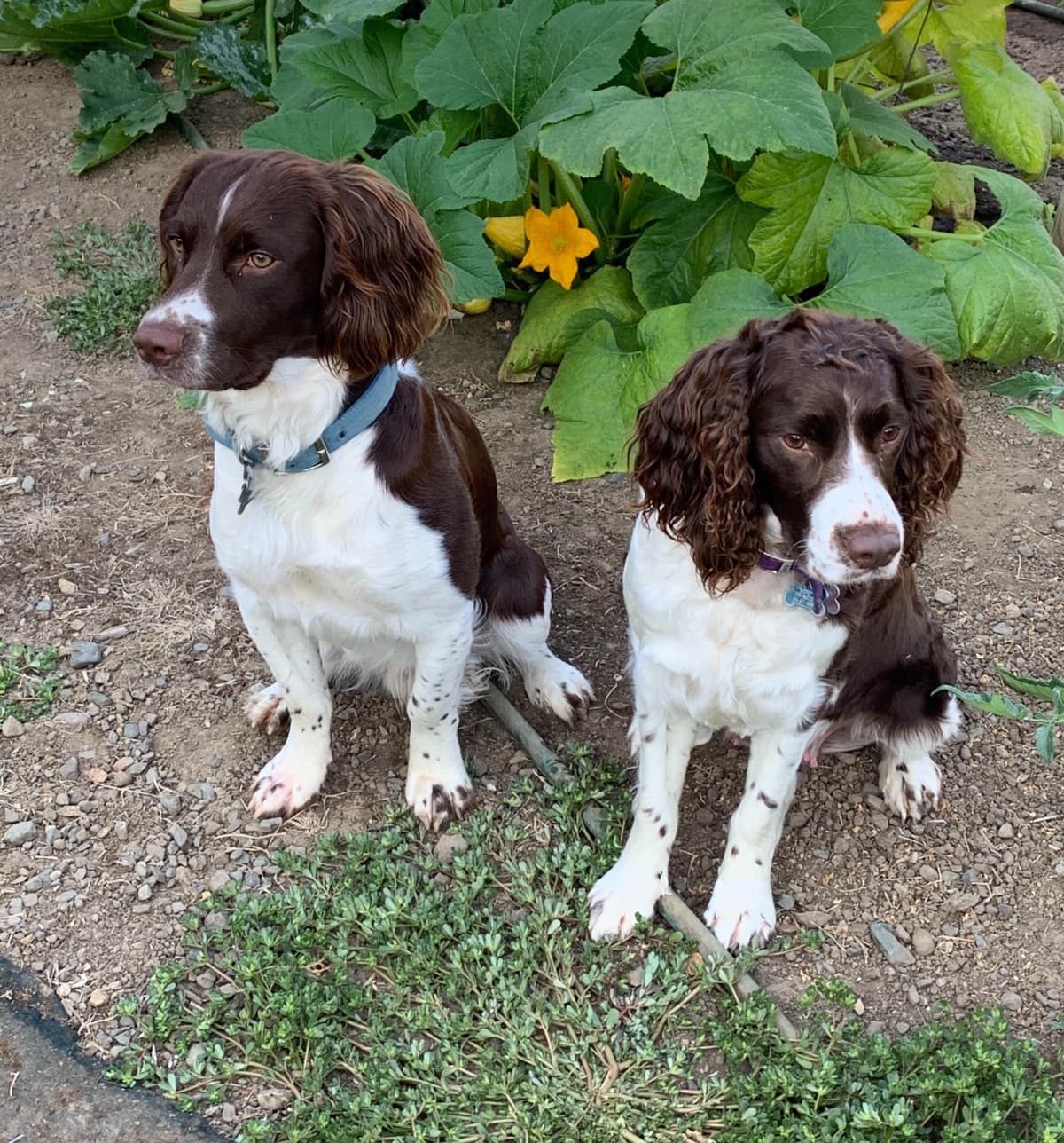 English Springer Spaniel Puppies breeder image 2