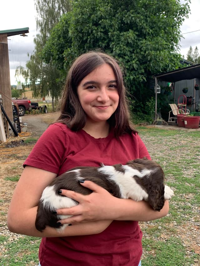 English Springer Spaniel Puppies media 2