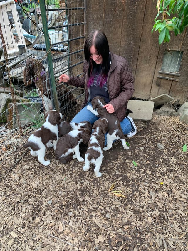 English Springer Spaniel Puppies media 3