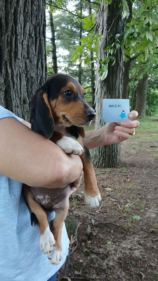 Beagle Puppies media 2