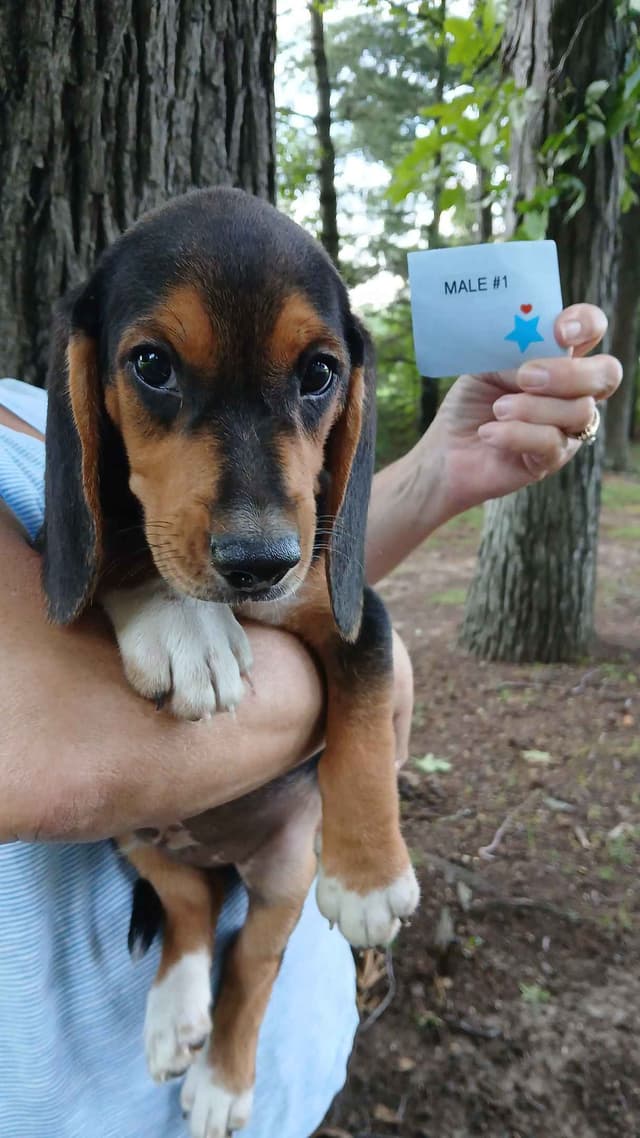 Beagle Puppies media 3