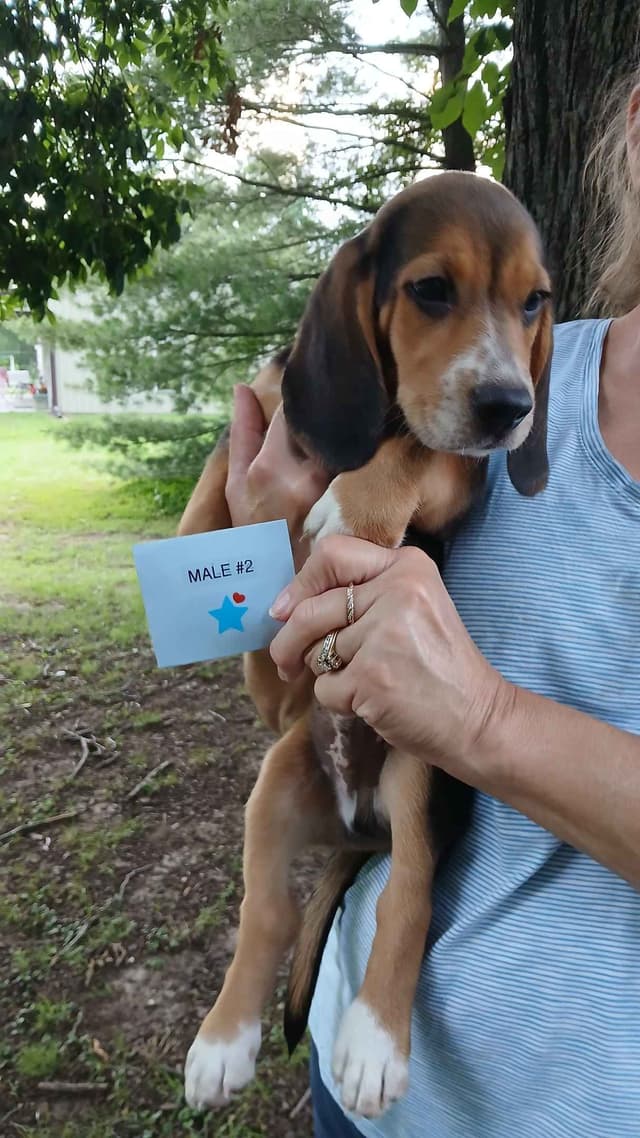 Beagle Puppies media 4