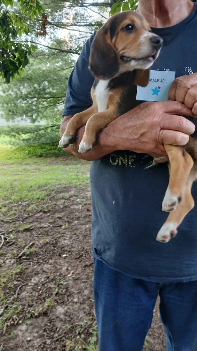 Beagle Puppies media 6