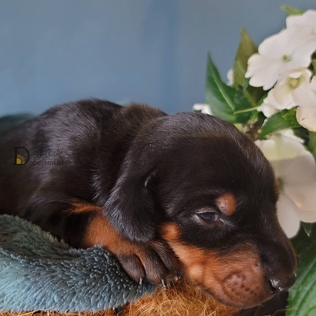Doberman Pinscher 1 Year Old breeder image 3