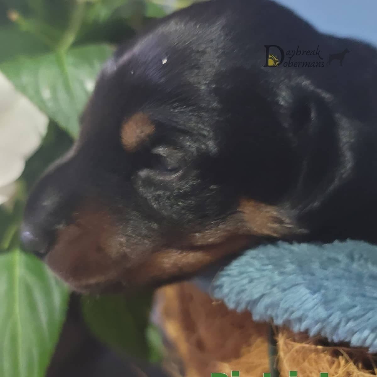 Doberman Pinscher 1 Year Old breeder image 4