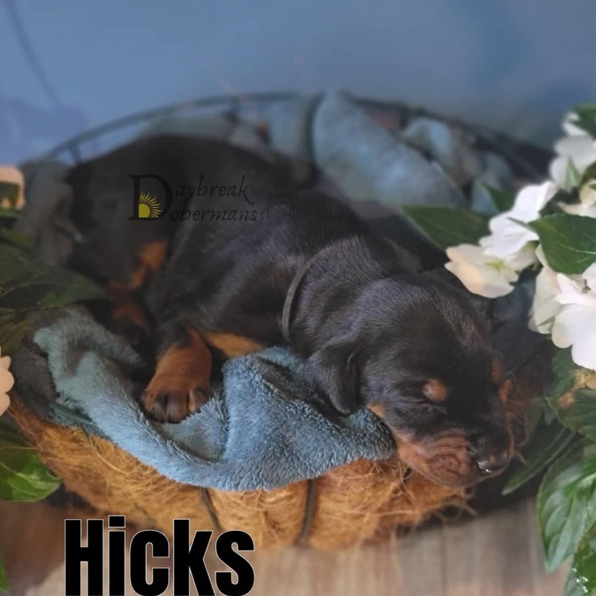 Doberman Pinscher 1 Year Old breeder image 7