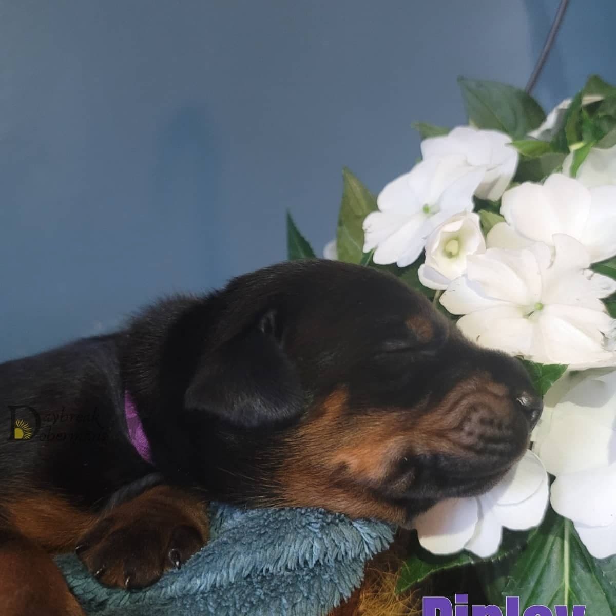 Doberman Pinscher 1 Year Old breeder image 6