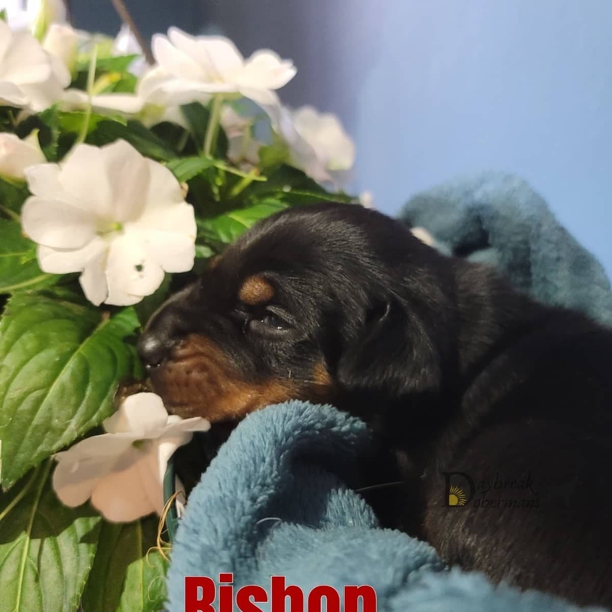 Doberman Pinscher 1 Year Old breeder image 8