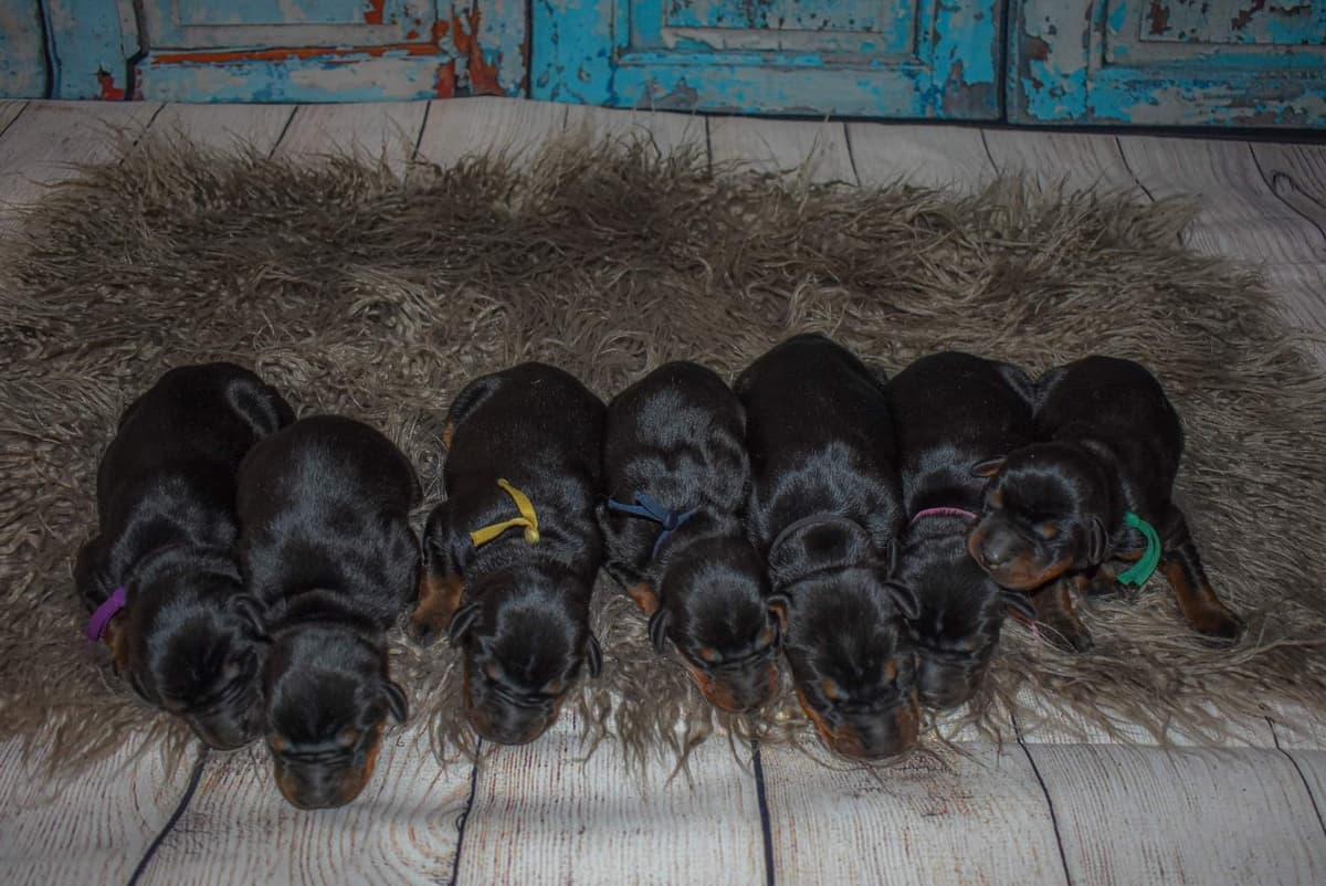 Doberman Pinscher 1 Year Old breeder image 9