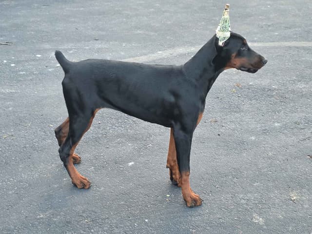 Doberman Pinscher 1 Year Old media 3