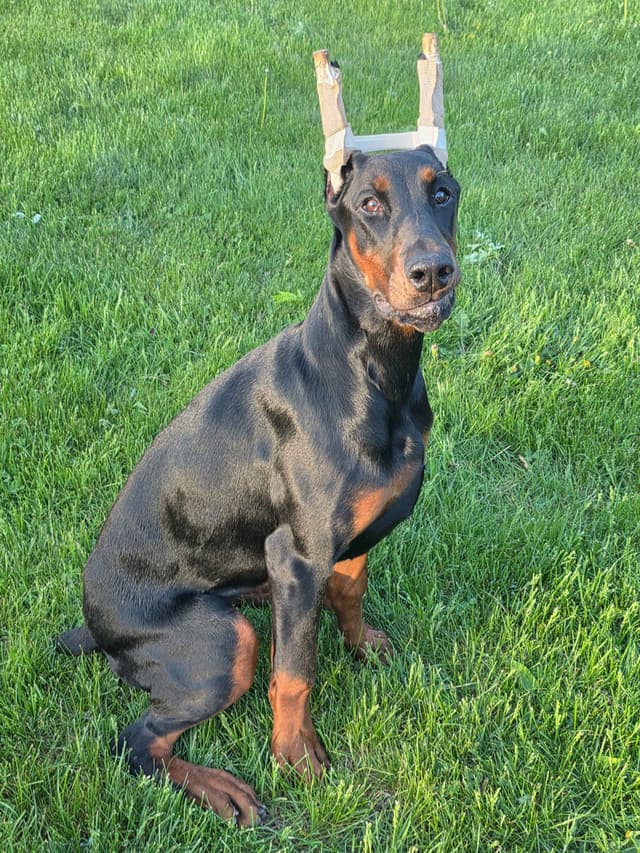 Doberman Pinscher 1 Year Old media 4