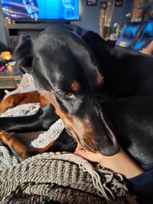 Doberman Pinscher 1 Year Old media 5