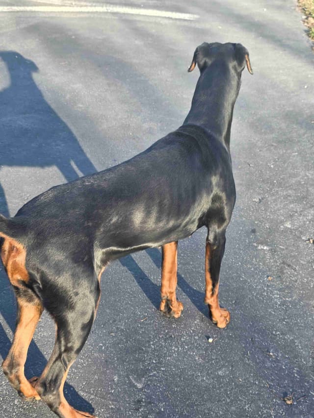 Doberman Pinscher 1 Year Old media 6