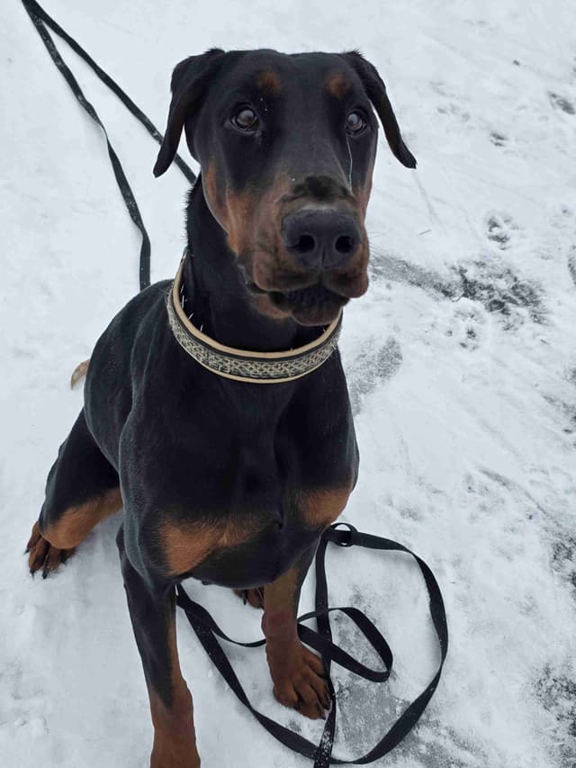 Doberman Pinscher 1 Year Old media 7