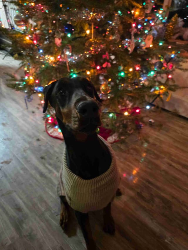 Doberman Pinscher 1 Year Old media 8