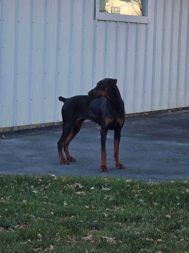 Doberman Pinscher 1 Year Old media 9