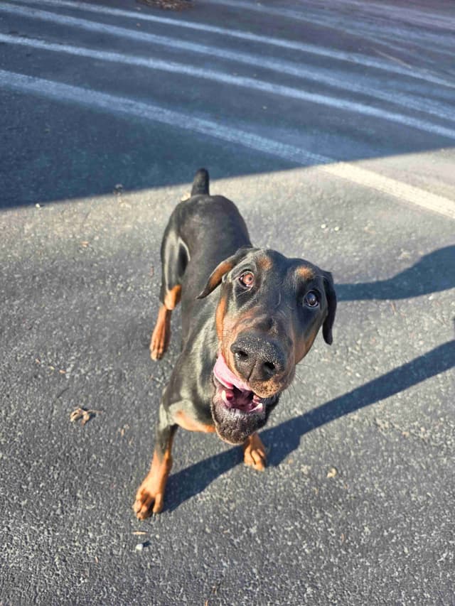 Doberman Pinscher 1 Year Old media 10