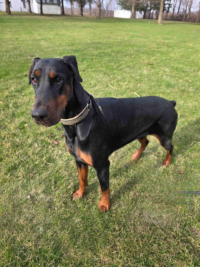 Doberman Pinscher 1 Year Old media 11