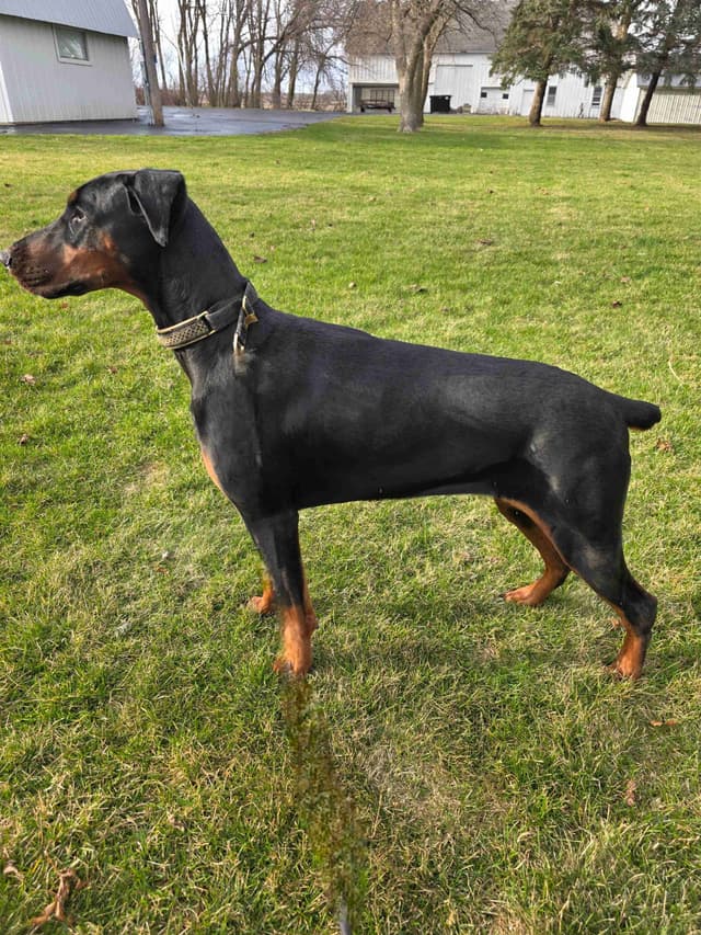 Doberman Pinscher 1 Year Old media 12