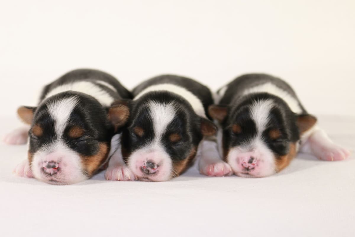 Perfeccion Del Cielo Biewer Terriers breeder image 1