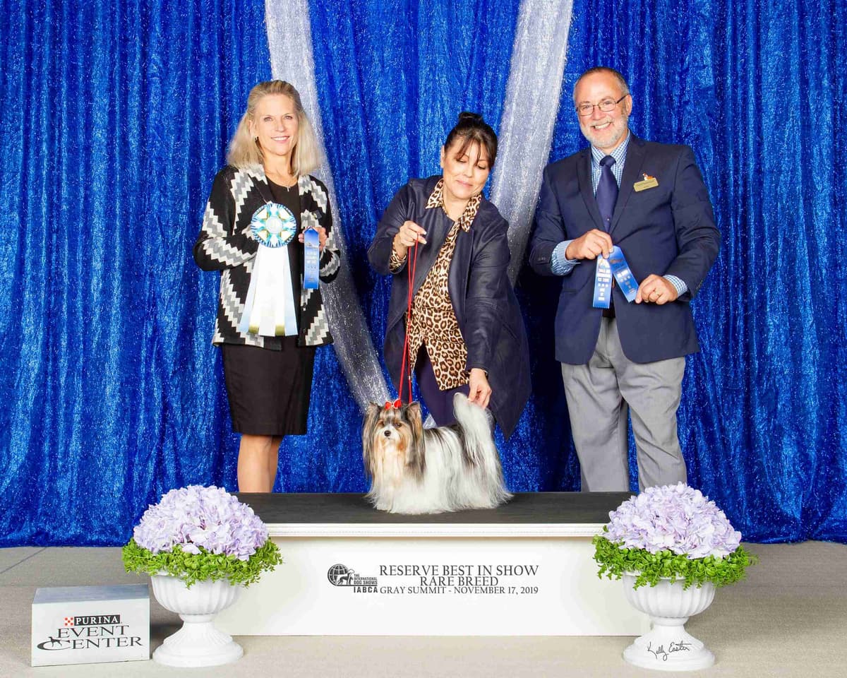 Perfeccion Del Cielo Biewer Terriers breeder image 2