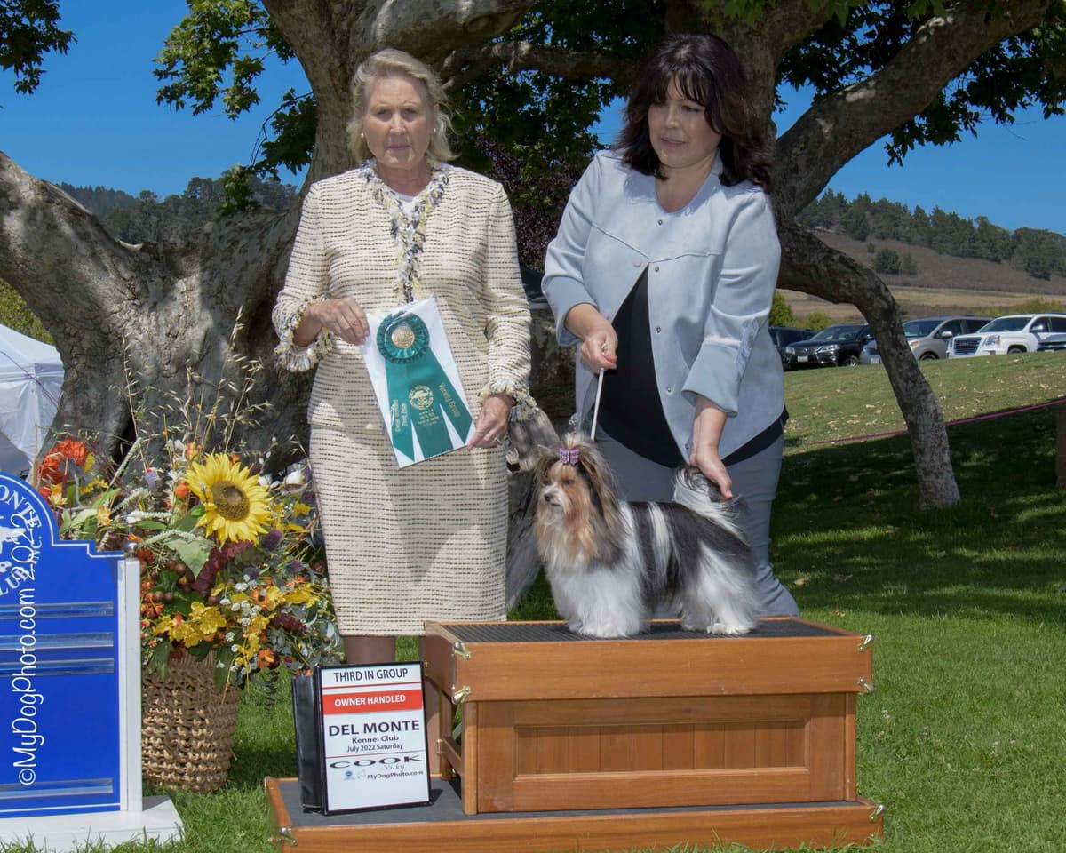 Perfeccion Del Cielo Biewer Terriers breeder image 3