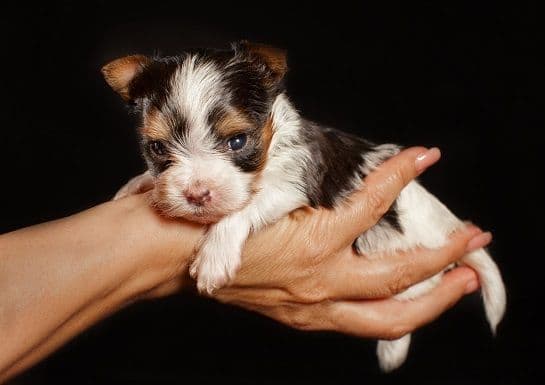 Perfeccion Del Cielo Biewer Terriers breeder image 4
