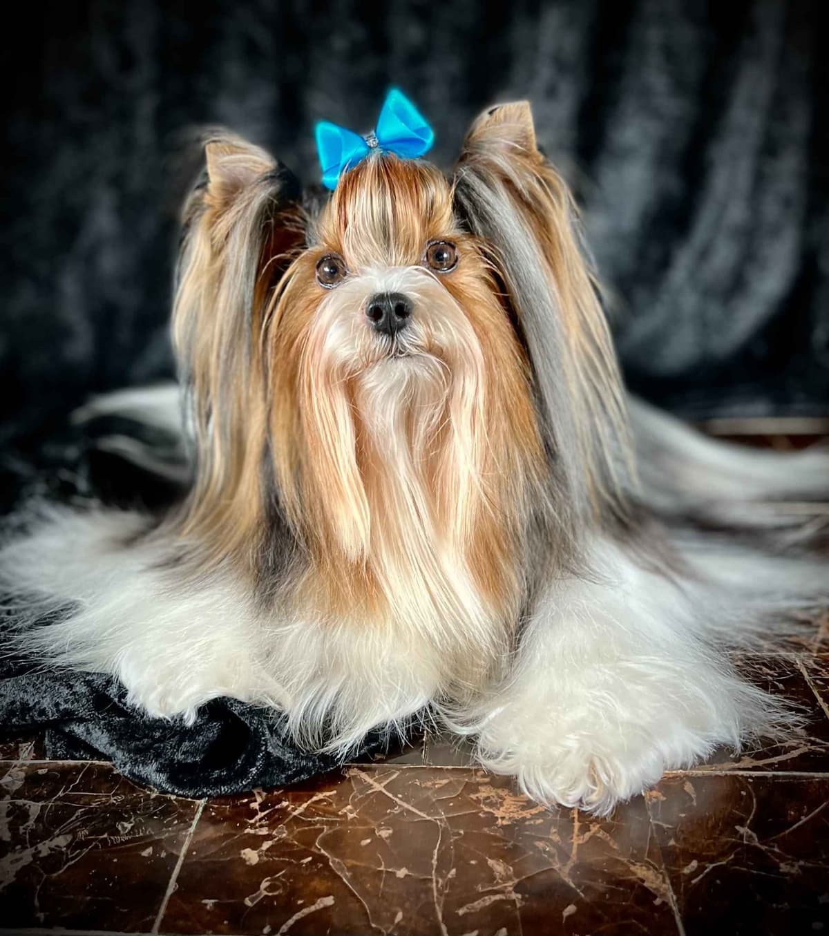 Perfeccion Del Cielo Biewer Terriers breeder image 7
