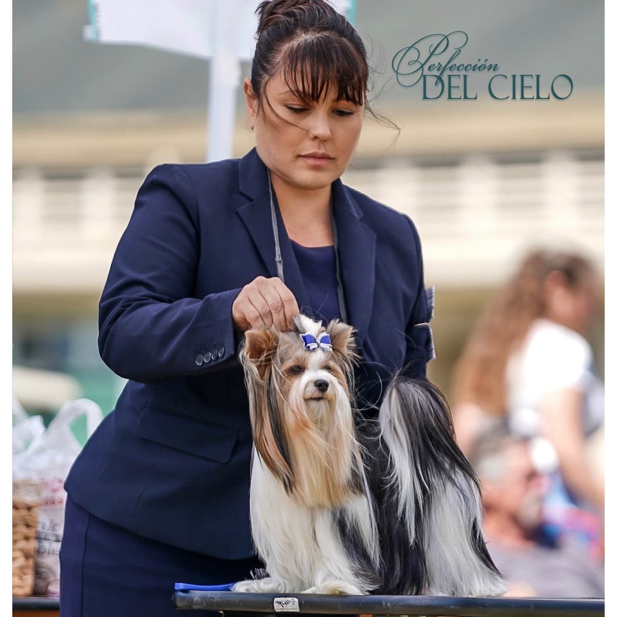 Perfeccion Del Cielo Biewer Terriers breeder image 8
