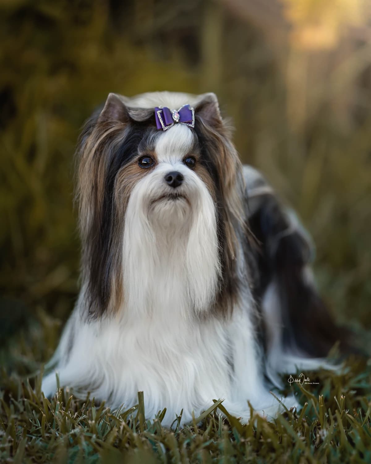 Perfeccion Del Cielo Biewer Terriers breeder image 9
