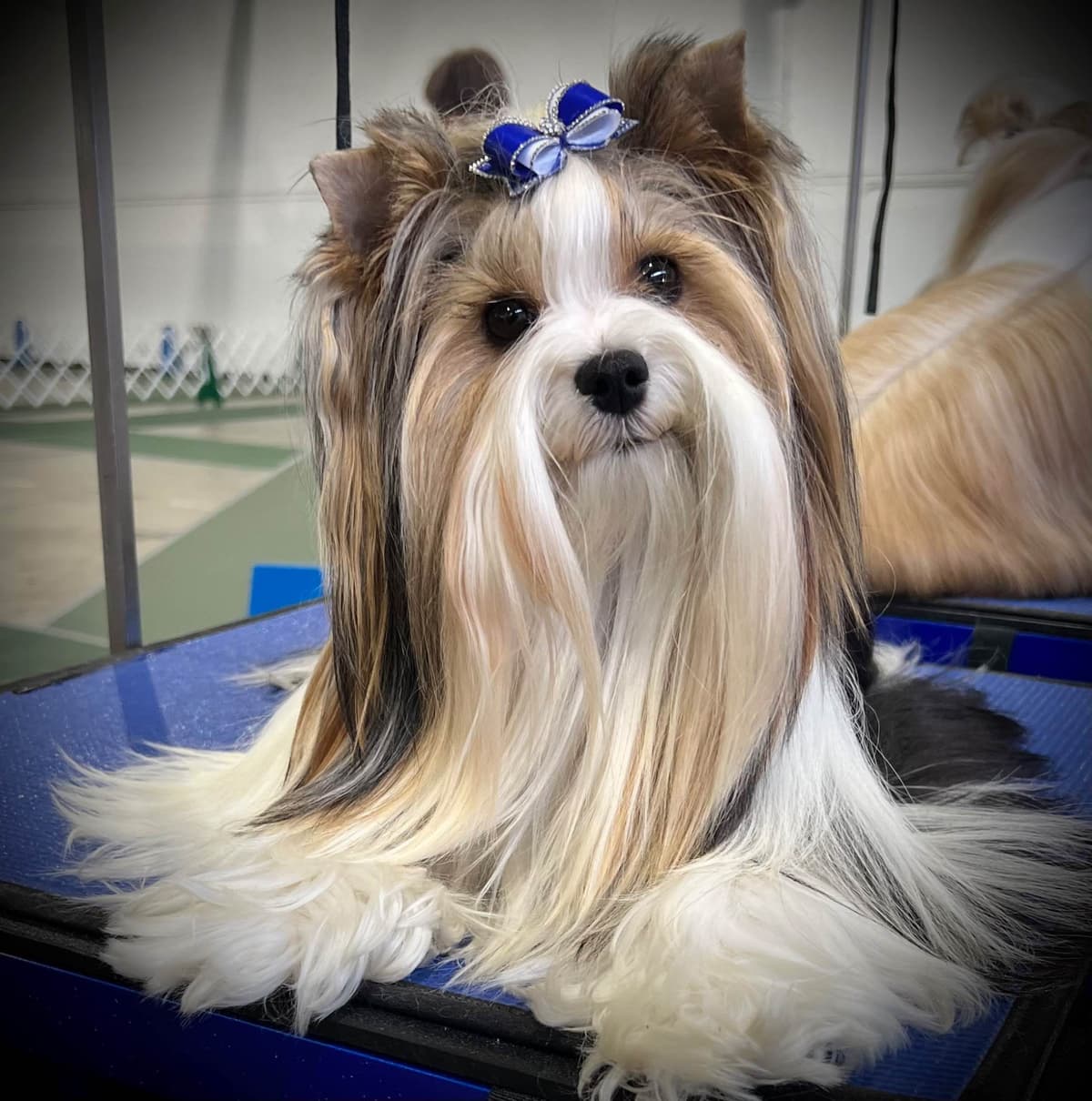 Perfeccion Del Cielo Biewer Terriers breeder image 11