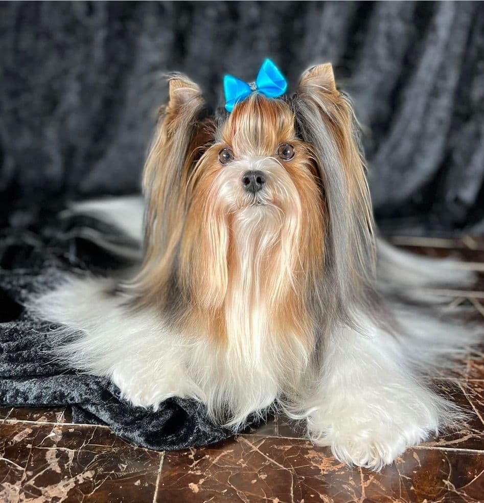Perfeccion Del Cielo Biewer Terriers breeder image 12