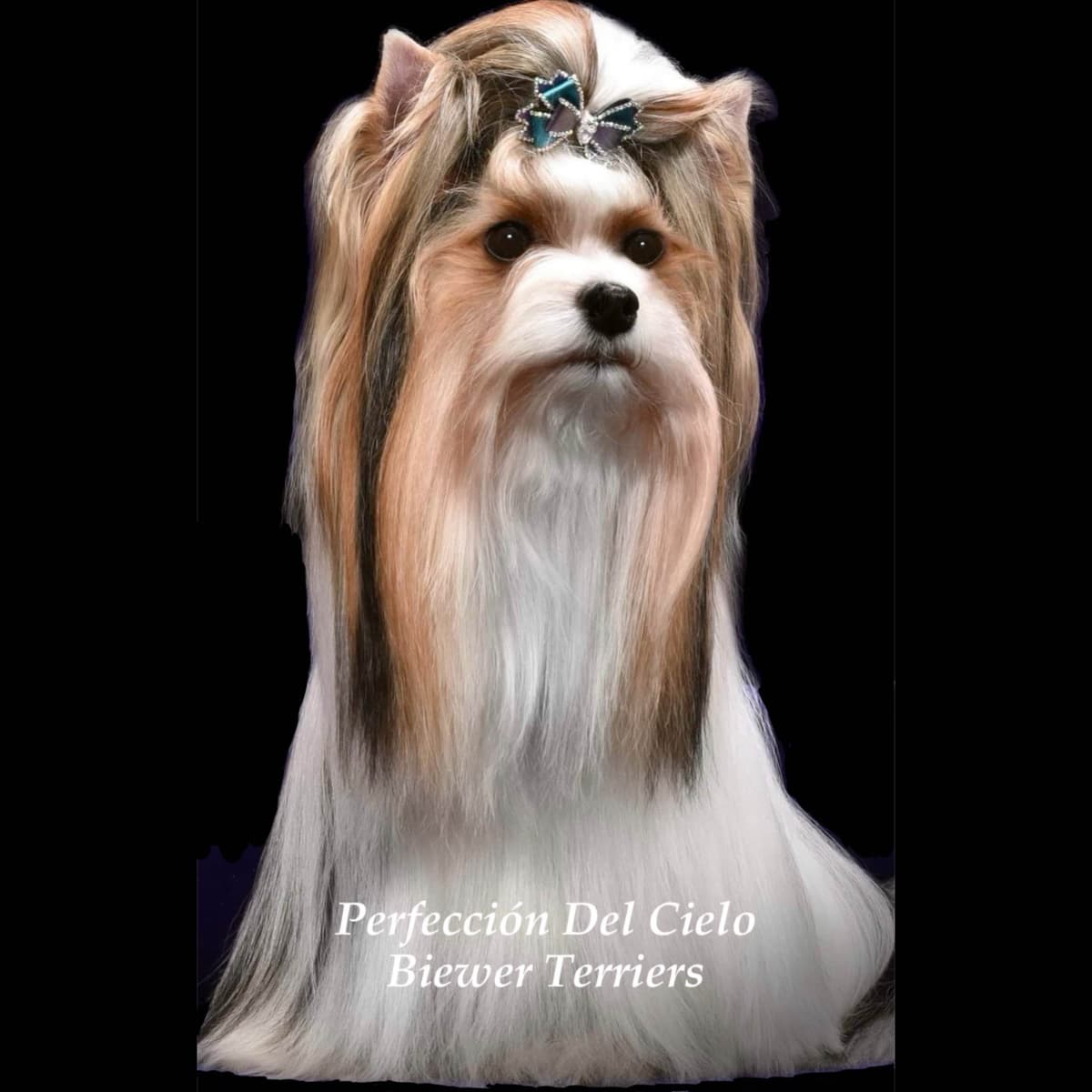 Perfeccion Del Cielo Biewer Terriers breeder image 13