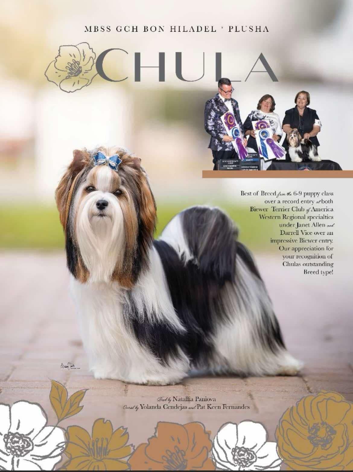 Perfeccion Del Cielo Biewer Terriers breeder image 14