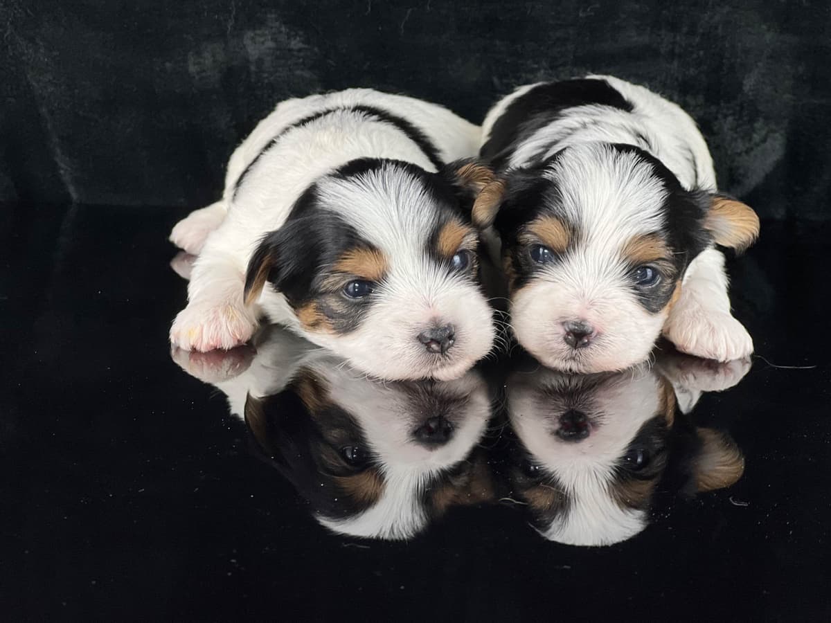 Perfeccion Del Cielo Biewer Terriers breeder image 16