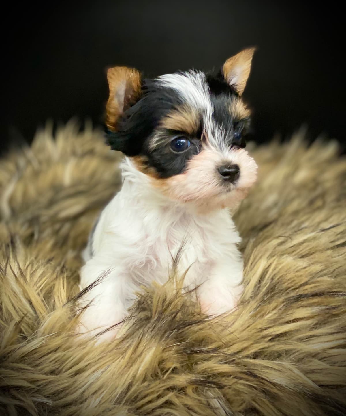 Perfeccion Del Cielo Biewer Terriers breeder image 17