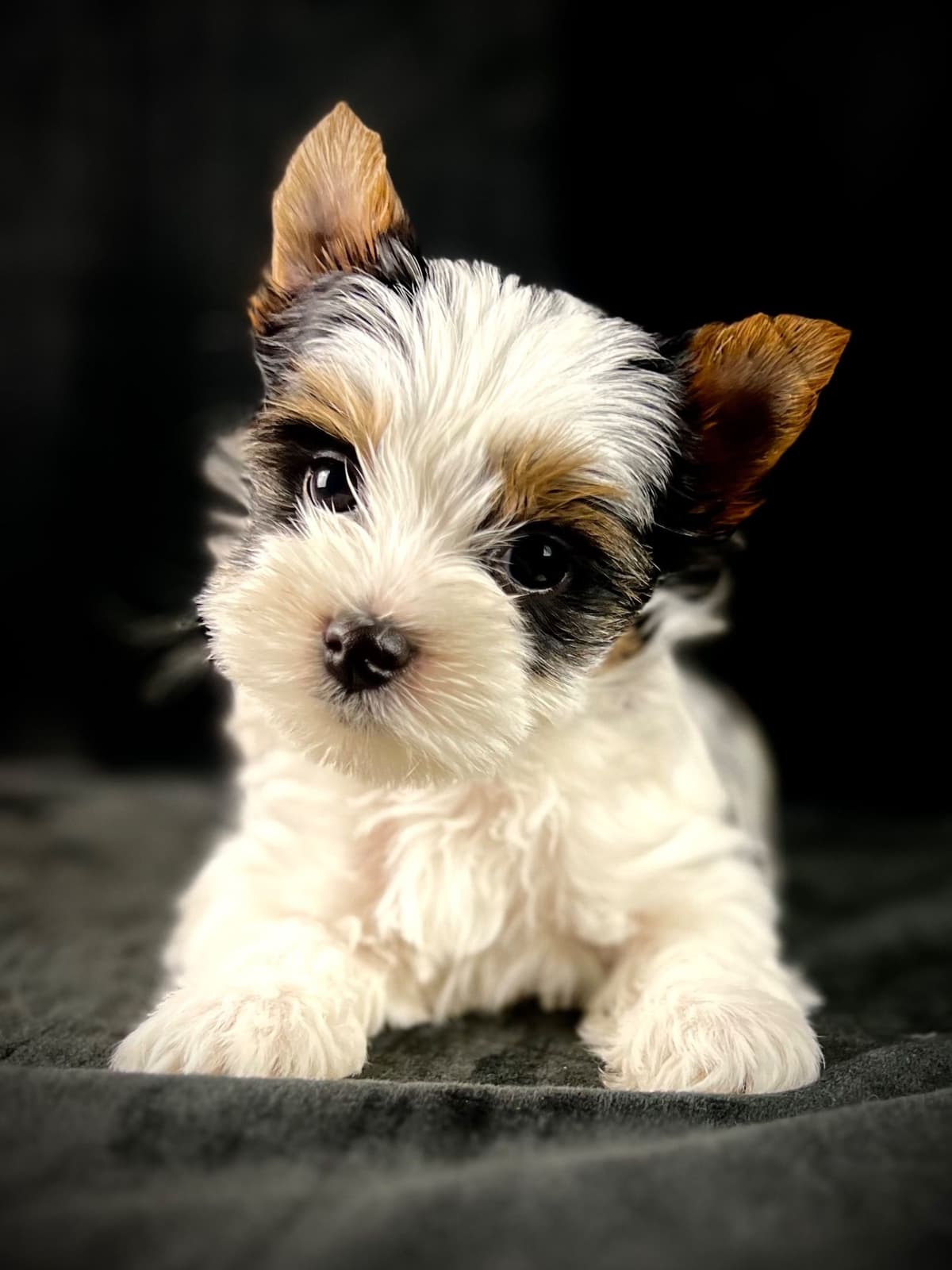 Perfeccion Del Cielo Biewer Terriers breeder image 19