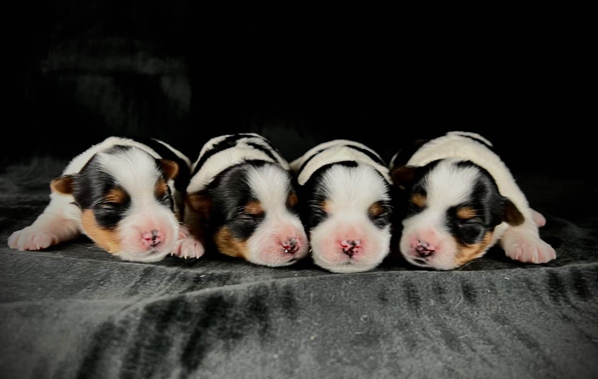 Perfeccion Del Cielo Biewer Terriers breeder image 20