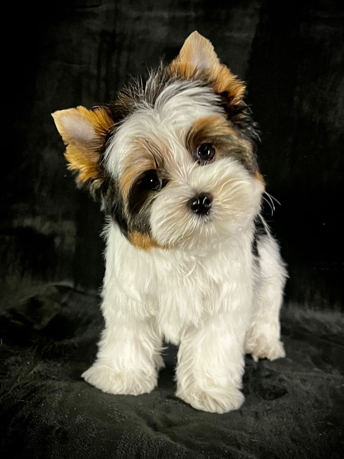 Perfeccion Del Cielo Biewer Terriers breeder image 21