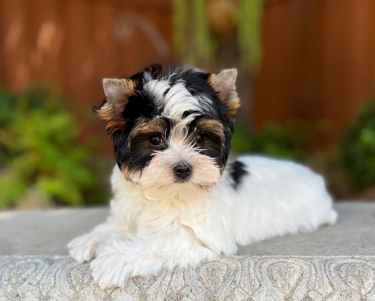 Perfeccion Del Cielo Biewer Terriers breeder image 24