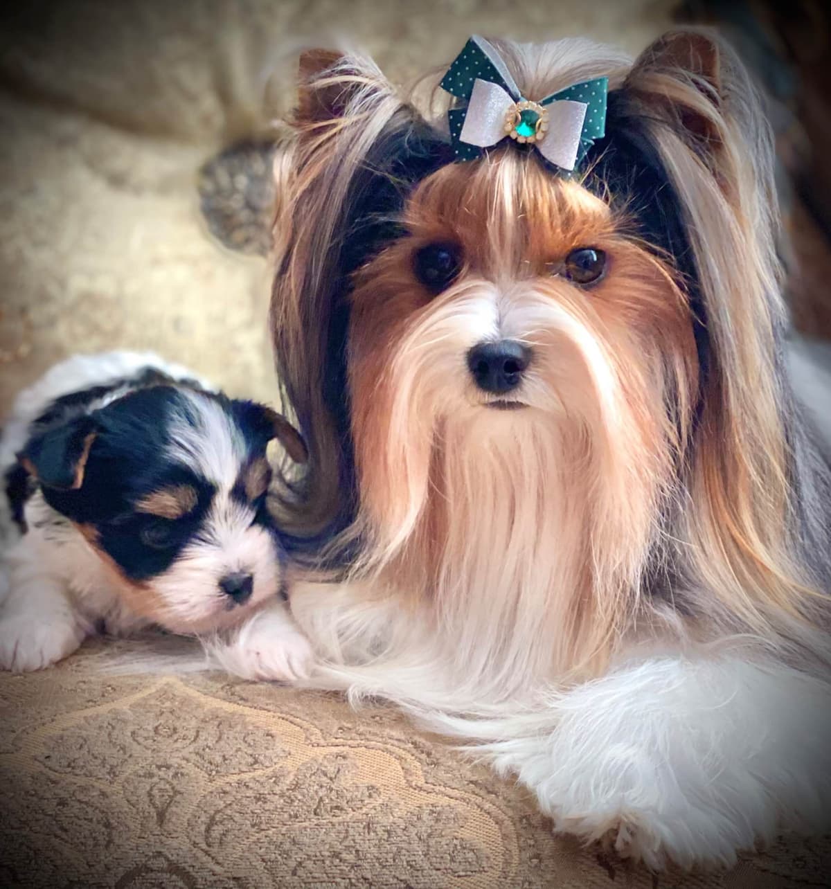 Perfeccion Del Cielo Biewer Terriers breeder image 25