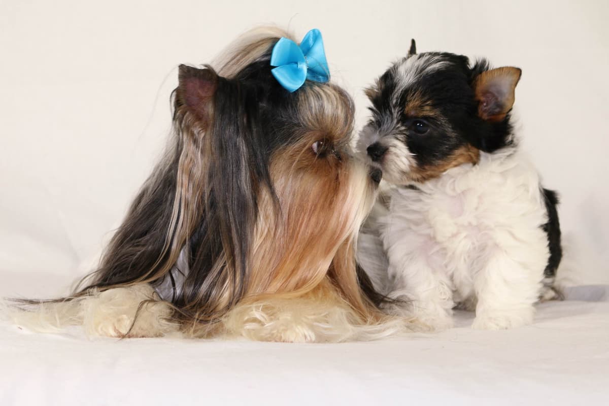 Perfeccion Del Cielo Biewer Terriers breeder image 27
