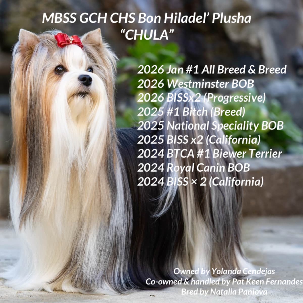 Perfeccion Del Cielo Biewer Terriers breeder image 30