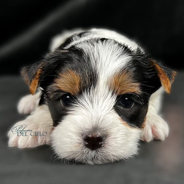 Perfeccion Del Cielo Biewer Terriers media 2