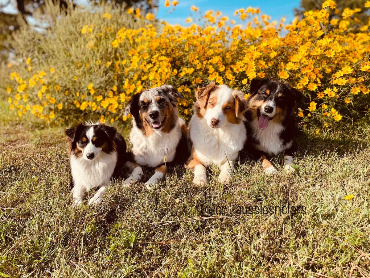 Ruby Dooby Doo's Mystery Gang breeder image 12