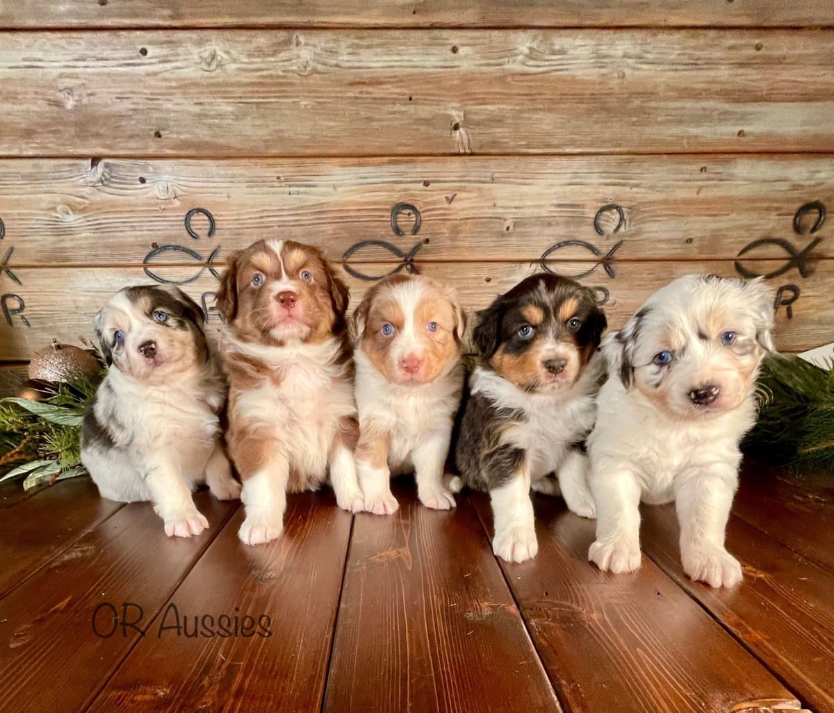 Ruby Dooby Doo's Mystery Gang breeder image 13