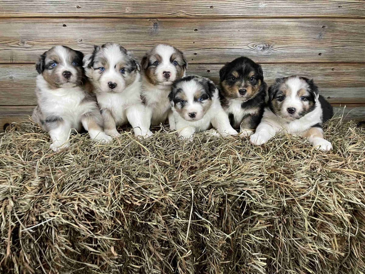 Ruby Dooby Doo's Mystery Gang breeder image 2