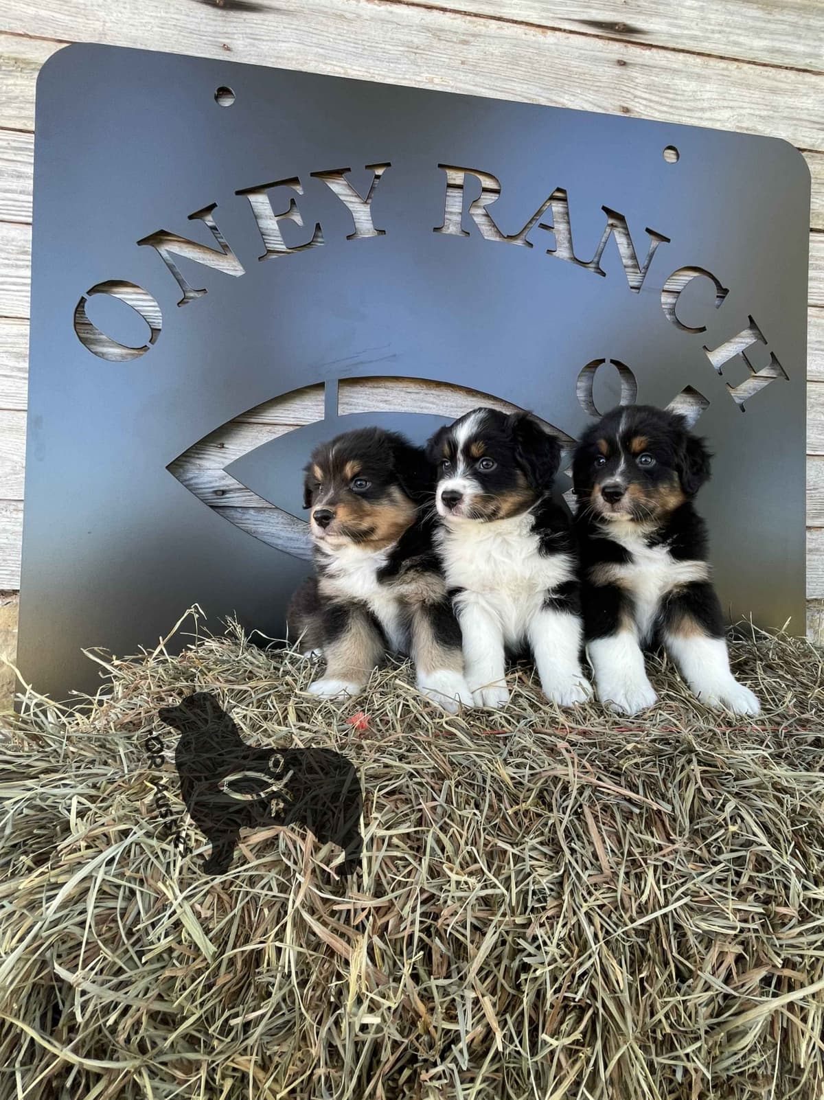 Ruby Dooby Doo's Mystery Gang breeder image 10