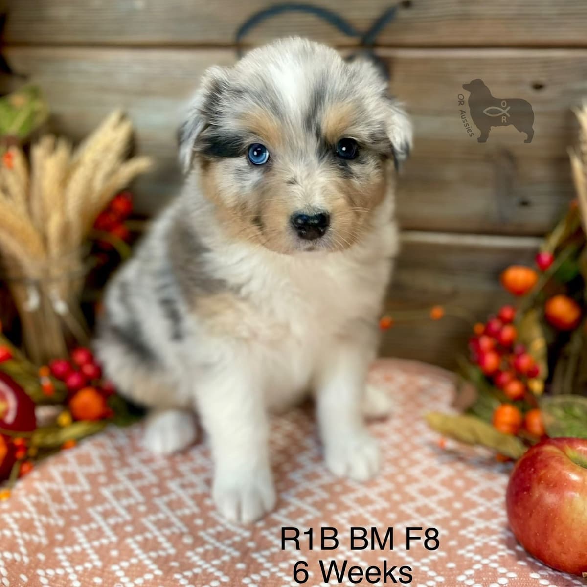 Ruby Dooby Doo's Mystery Gang breeder image 8